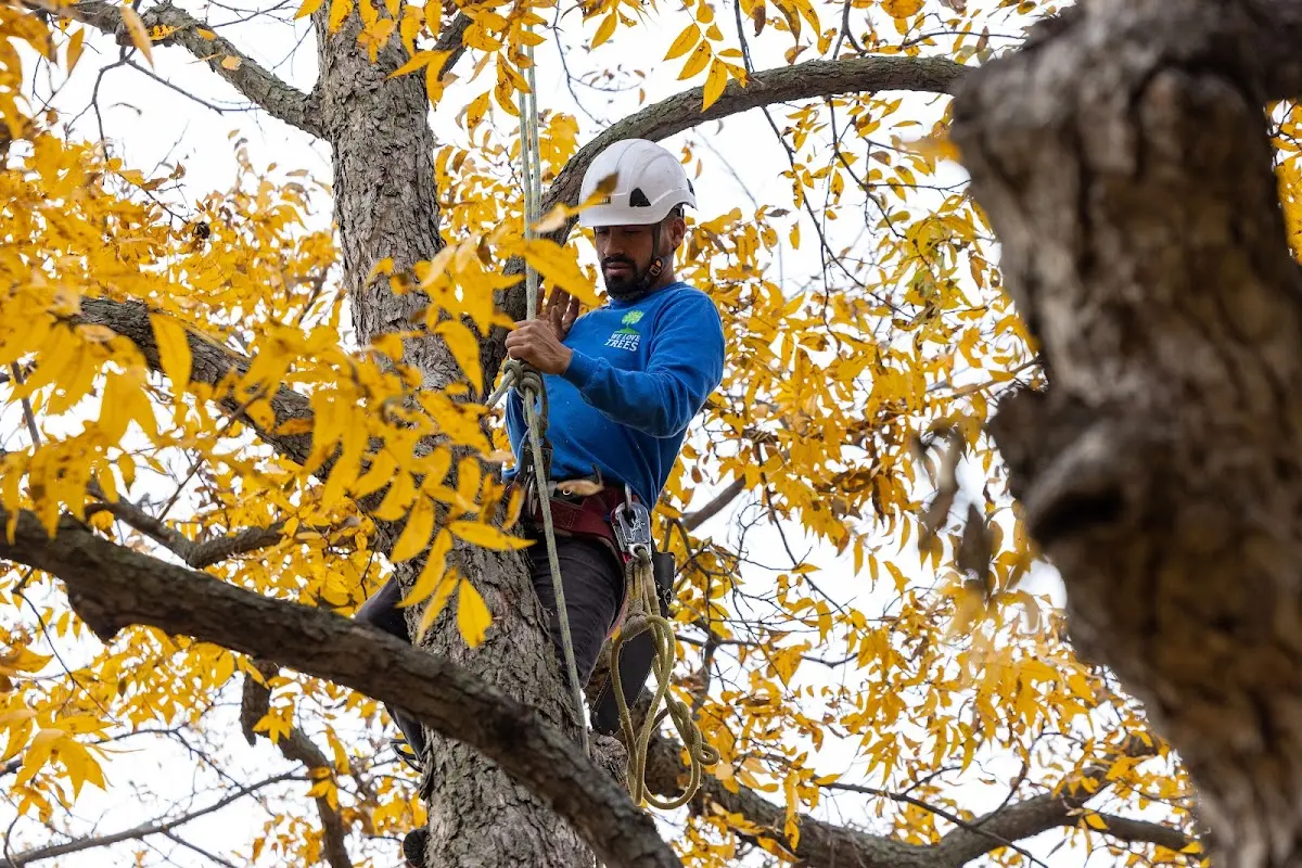 Skilled Tree Transplanting crew working in Rexburg
